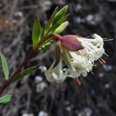 Pimelea linifolia subsp. linifolia (Queen of the Bush, Slender Rice-flower) at Old Tuggeranong TSR - 7 Sep 2021 by JohnBundock