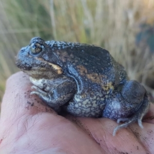 Limnodynastes dumerilii at Gordon, ACT - 7 Sep 2021