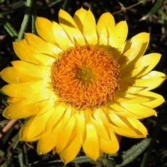 Xerochrysum viscosum (Sticky Everlasting) at Melrose - 7 Sep 2021 by JohnBundock