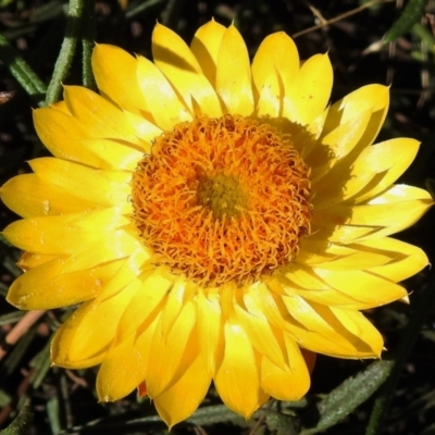 Xerochrysum viscosum (Sticky Everlasting) at Chisholm, ACT - 7 Sep 2021 by JohnBundock