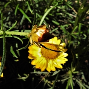 Xerochrysum viscosum at Chisholm, ACT - 7 Sep 2021