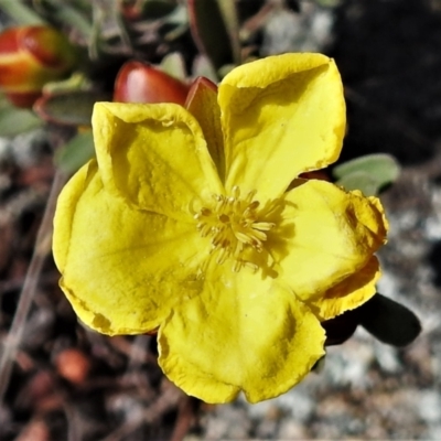 Hibbertia obtusifolia (Grey Guinea-flower) at Melrose - 7 Sep 2021 by JohnBundock