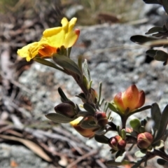 Hibbertia obtusifolia at Chisholm, ACT - 7 Sep 2021