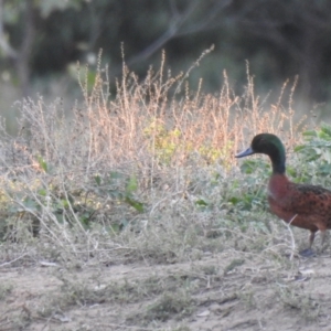 Anas castanea at Binya, NSW - 31 Jul 2020