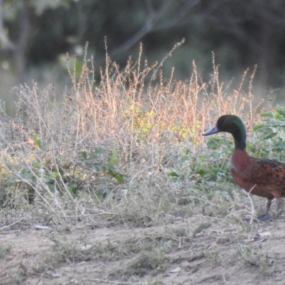 Anas castanea (Chestnut Teal) at Binya, NSW - 31 Jul 2020 by Liam.m