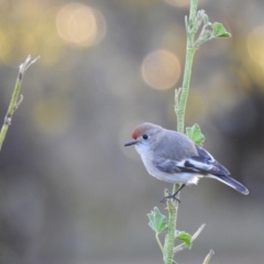 Petroica goodenovii (Red-capped Robin) at Binya, NSW - 31 Jul 2020 by Liam.m