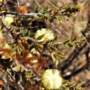 Acacia gunnii at Tralee, ACT - 7 Sep 2021 12:09 PM