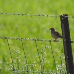 Mirafra javanica (Singing Bushlark) at Bland, NSW - 1 Aug 2020 by Liam.m