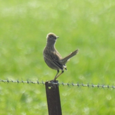 Cincloramphus cruralis (Brown Songlark) at Bland, NSW - 1 Aug 2020 by Liam.m