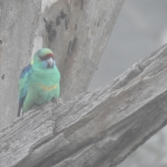 Barnardius zonarius (Australian Ringneck) at Wyalong, NSW - 1 Aug 2020 by Liam.m