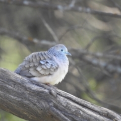 Geopelia placida (Peaceful Dove) at Cocoparra National Park - 31 Jul 2020 by Liam.m