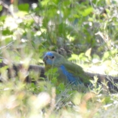 Neophema pulchella (Turquoise Parrot) at Cocoparra National Park - 31 Jul 2020 by Liam.m