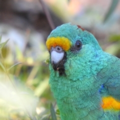 Psephotellus varius (Mulga Parrot) at Yenda, NSW - 31 Jul 2020 by Liam.m