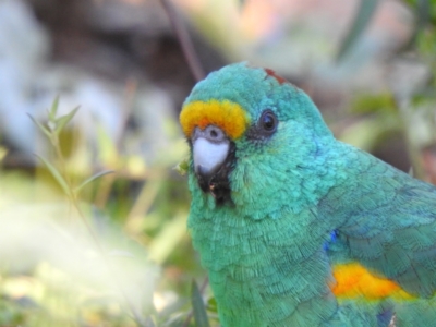 Psephotellus varius (Mulga Parrot) at Yenda, NSW - 31 Jul 2020 by Liam.m