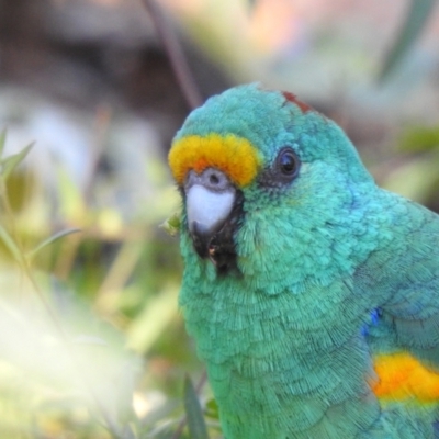 Psephotellus varius (Mulga Parrot) at Cocoparra National Park - 31 Jul 2020 by Liam.m