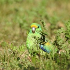 Psephotellus varius at Yenda, NSW - 31 Jul 2020