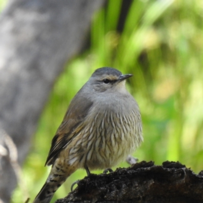 Climacteris picumnus (Brown Treecreeper) at Cocoparra National Park - 31 Jul 2020 by Liam.m