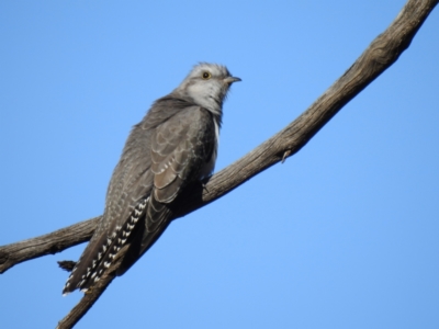Cacomantis pallidus (Pallid Cuckoo) at Binya, NSW - 31 Jul 2020 by Liam.m