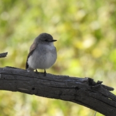 Microeca fascinans (Jacky Winter) at Binya State Forest - 31 Jul 2020 by Liam.m