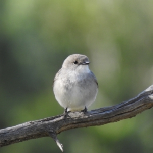 Microeca fascinans at Binya, NSW - 31 Jul 2020