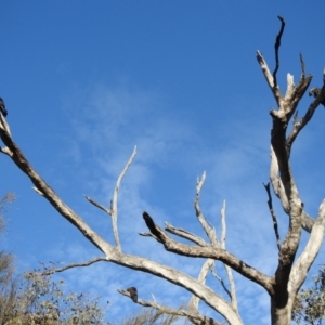 Calyptorhynchus lathami lathami at Moorong, NSW - suppressed