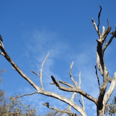 Calyptorhynchus lathami lathami (Glossy Black-Cockatoo) at Moorong, NSW - 6 Jun 2020 by Liam.m