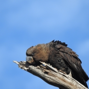 Calyptorhynchus lathami lathami at Moorong, NSW - suppressed