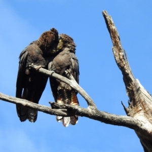 Calyptorhynchus lathami lathami at Moorong, NSW - suppressed