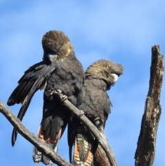 Calyptorhynchus lathami lathami at Moorong, NSW - suppressed