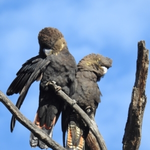 Calyptorhynchus lathami lathami at Moorong, NSW - suppressed