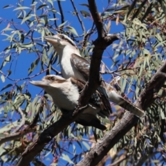 Dacelo novaeguineae (Laughing Kookaburra) at Cook, ACT - 6 Sep 2021 by Tammy