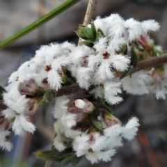 Leucopogon attenuatus (Small-leaved Beard Heath) at Old Tuggeranong TSR - 7 Sep 2021 by JohnBundock