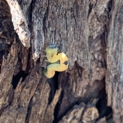 Geometridae (family) IMMATURE at Murrumbateman, NSW - 7 Sep 2021 by SimoneC