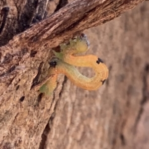 Geometridae (family) IMMATURE at Murrumbateman, NSW - 7 Sep 2021 01:15 PM