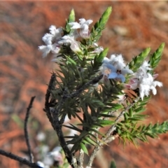 Leucopogon attenuatus (Small leaved beard heath) at Tuggeranong Pines - 7 Sep 2021 by JohnBundock