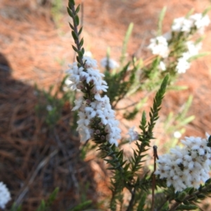 Styphelia attenuata at Chisholm, ACT - 7 Sep 2021