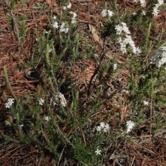 Styphelia attenuata at Chisholm, ACT - 7 Sep 2021