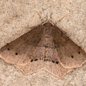 Rhinodia rostraria at Melba, ACT - 2 Sep 2021