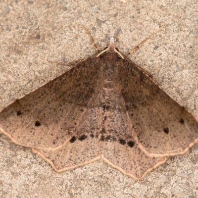 Rhinodia rostraria (Necklace Geometrid) at Melba, ACT - 2 Sep 2021 by kasiaaus