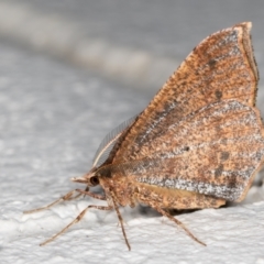 Rhinodia rostraria at Melba, ACT - 2 Sep 2021