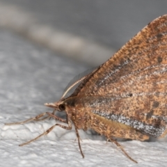 Rhinodia rostraria at Melba, ACT - 2 Sep 2021