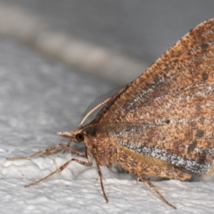 Rhinodia rostraria at Melba, ACT - 2 Sep 2021 09:43 PM