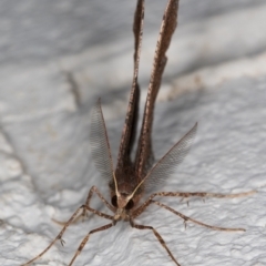 Rhinodia rostraria at Melba, ACT - 2 Sep 2021