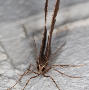 Rhinodia rostraria at Melba, ACT - 2 Sep 2021