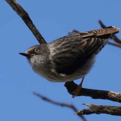 Daphoenositta chrysoptera (Varied Sittella) at Mount Ainslie - 7 Sep 2021 by jbromilow50