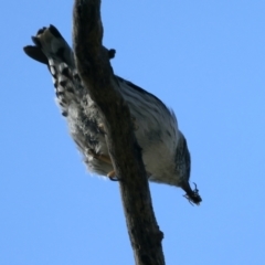 Daphoenositta chrysoptera at Majura, ACT - 7 Sep 2021