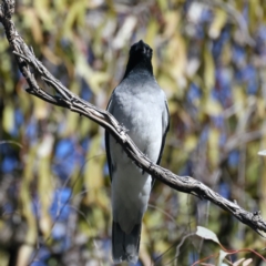 Coracina novaehollandiae (Black-faced Cuckooshrike) at Mount Ainslie - 7 Sep 2021 by jbromilow50