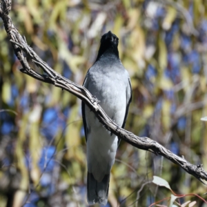 Coracina novaehollandiae at Majura, ACT - 7 Sep 2021