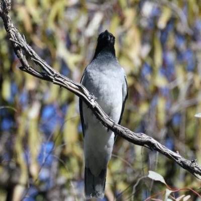 Coracina novaehollandiae (Black-faced Cuckooshrike) at Mount Ainslie - 7 Sep 2021 by jb2602