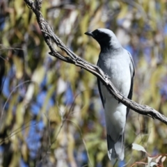 Coracina novaehollandiae at Majura, ACT - 7 Sep 2021